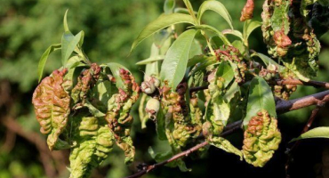 Zvlnění listů broskvoně: co je toto onemocnění a jak se s ním vypořádat?